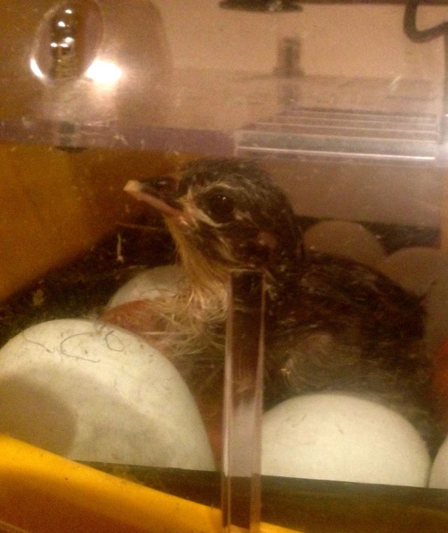 First glimpse of a new hatchee from our latest batch of incubated chicks (now about three weeks old). 