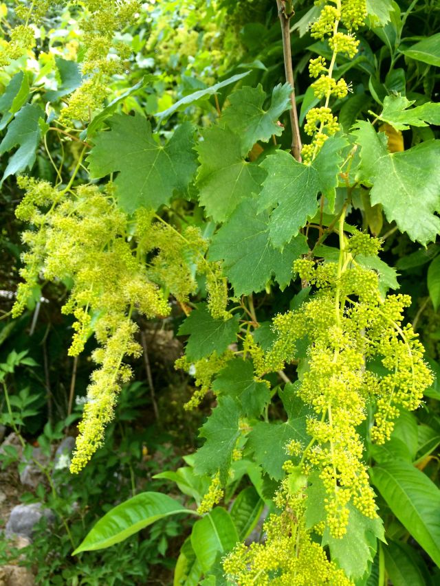 grape flowers